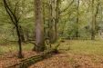 ... die “Regenwälder Europas“ bezeichnet.